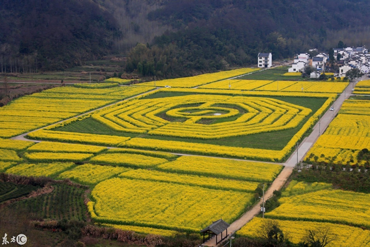 油菜花海組成的太極八卦圖