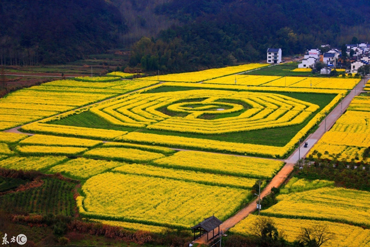 油菜花海組成的太極八卦圖