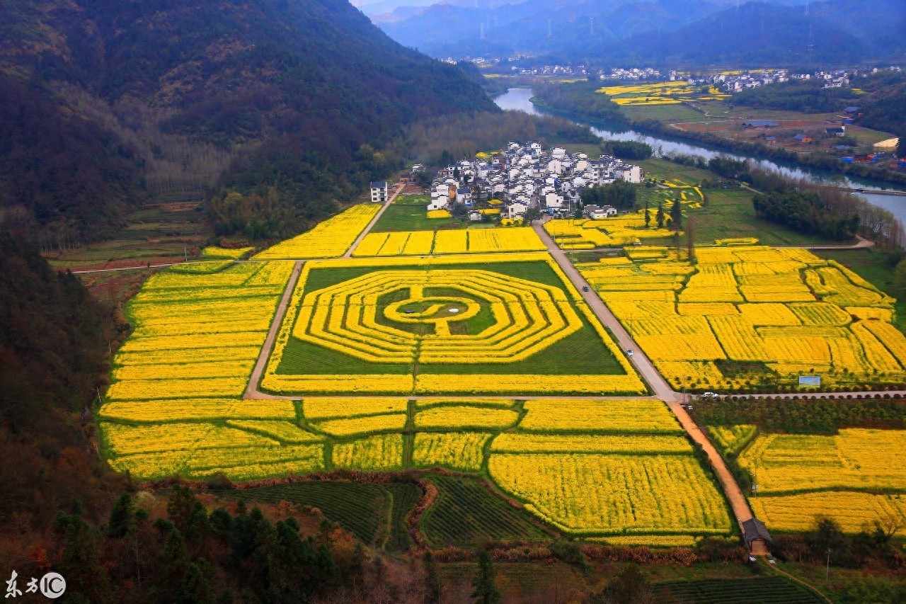 油菜花海組成的太極八卦圖