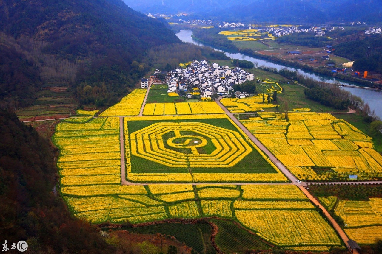 油菜花海組成的太極八卦圖