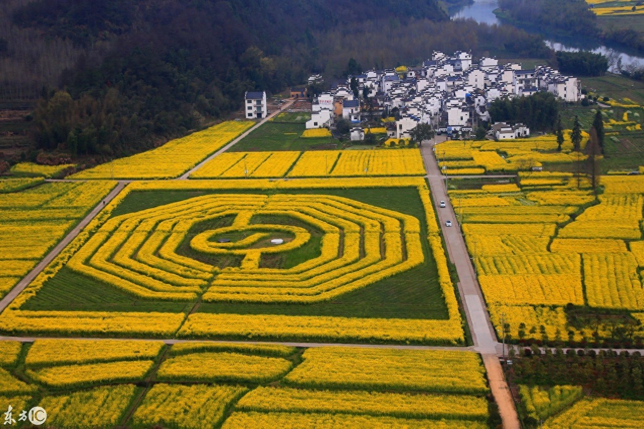 油菜花海組成的太極八卦圖