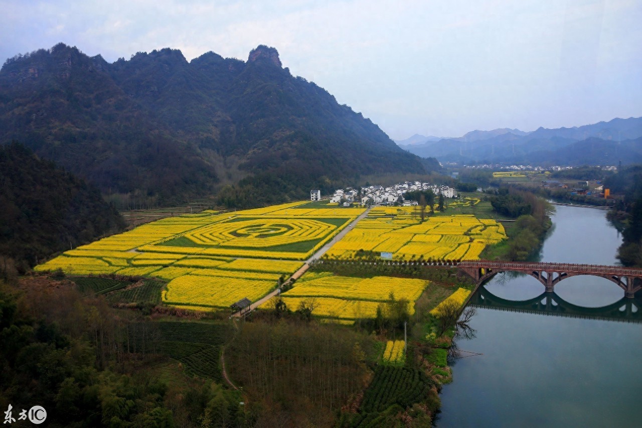 油菜花海組成的太極八卦圖