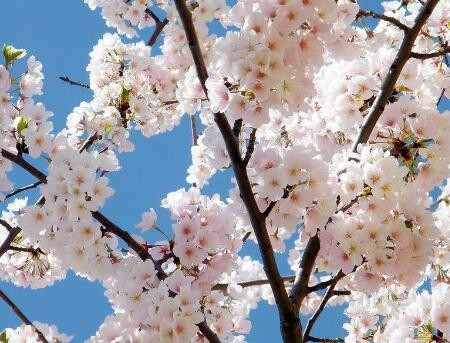 梅花易數排盤是什麼？梅花易數排盤卦象解析