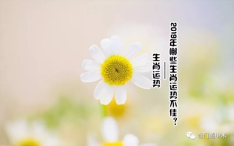 2019什麼生肖_蜿蜒曲折的生肖2019_生肖2019年是什麼年