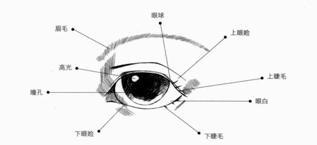 你是劉亦菲的丹鳳眼，還是鹿晗的小鹿眼，這裏有份眼型世紀迷題全解析