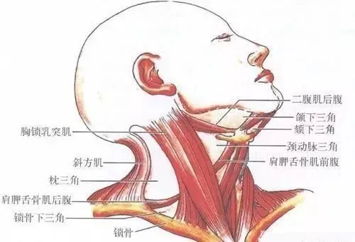 脖子粗_脖子粗了_宋國青刀快不怕脖子粗