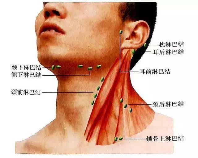 宋國青刀快不怕脖子粗_脖子粗_脖子粗了