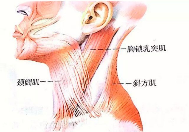 脖子粗了_宋國青刀快不怕脖子粗_脖子粗