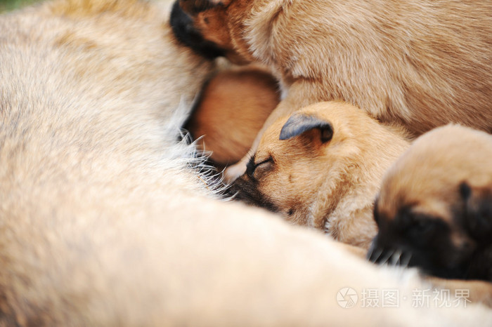 母狗多久忘記寶寶 母犬多久會忘記自己的孩子