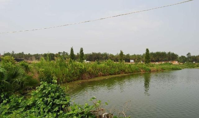 室外土塘養魚密度很大，為什麼魚也沒有問題，家養觀賞魚就不行？