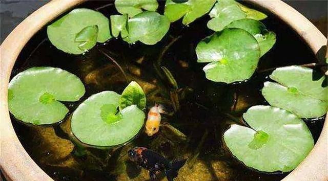 養魚家裏沒人怎麼辦_養魚家裏會潮濕嗎_家裏養什麼魚好