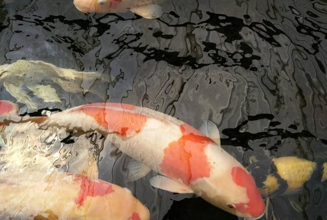 家裏養什麼魚好_養魚家裏會潮濕嗎_養魚家裏沒人怎麼辦