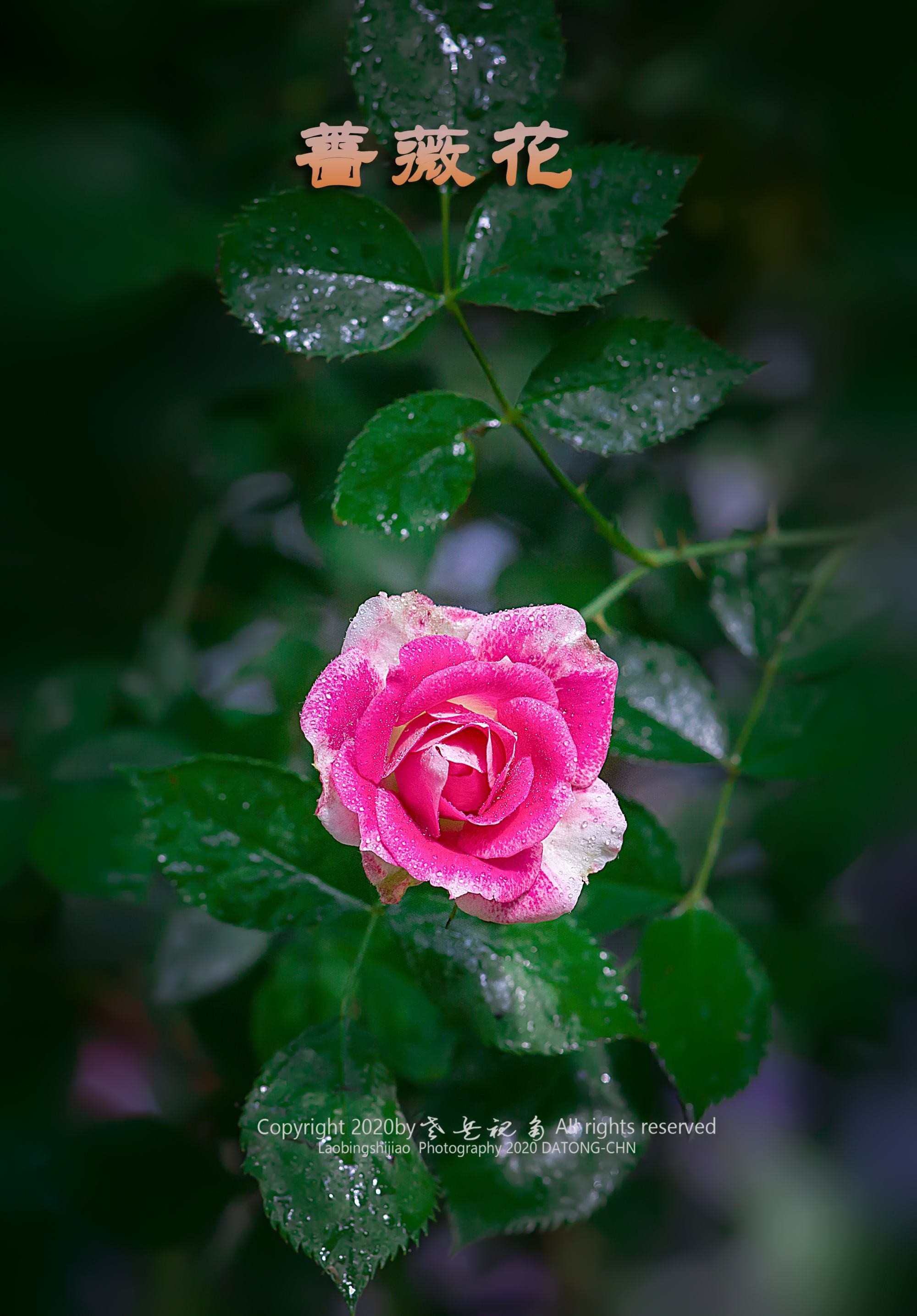 藍色波斯菊的花語_藍色波斯菊花的花語_波斯菊的花語