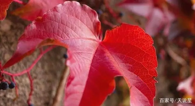 9月上旬，緣分與桃花開始眷顧，真愛降臨期待驚喜的四大生肖！