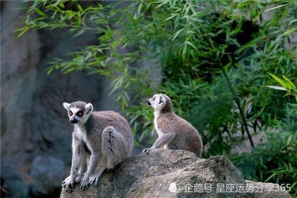 屬猴出生年份及其年齡 屬猴的年份及年齡對照