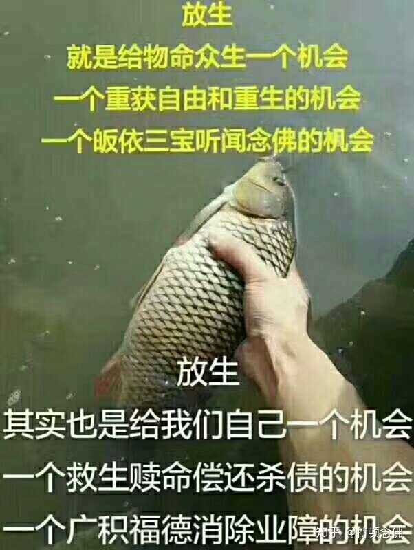 放生鱉的好處_放生好處_放生的好處