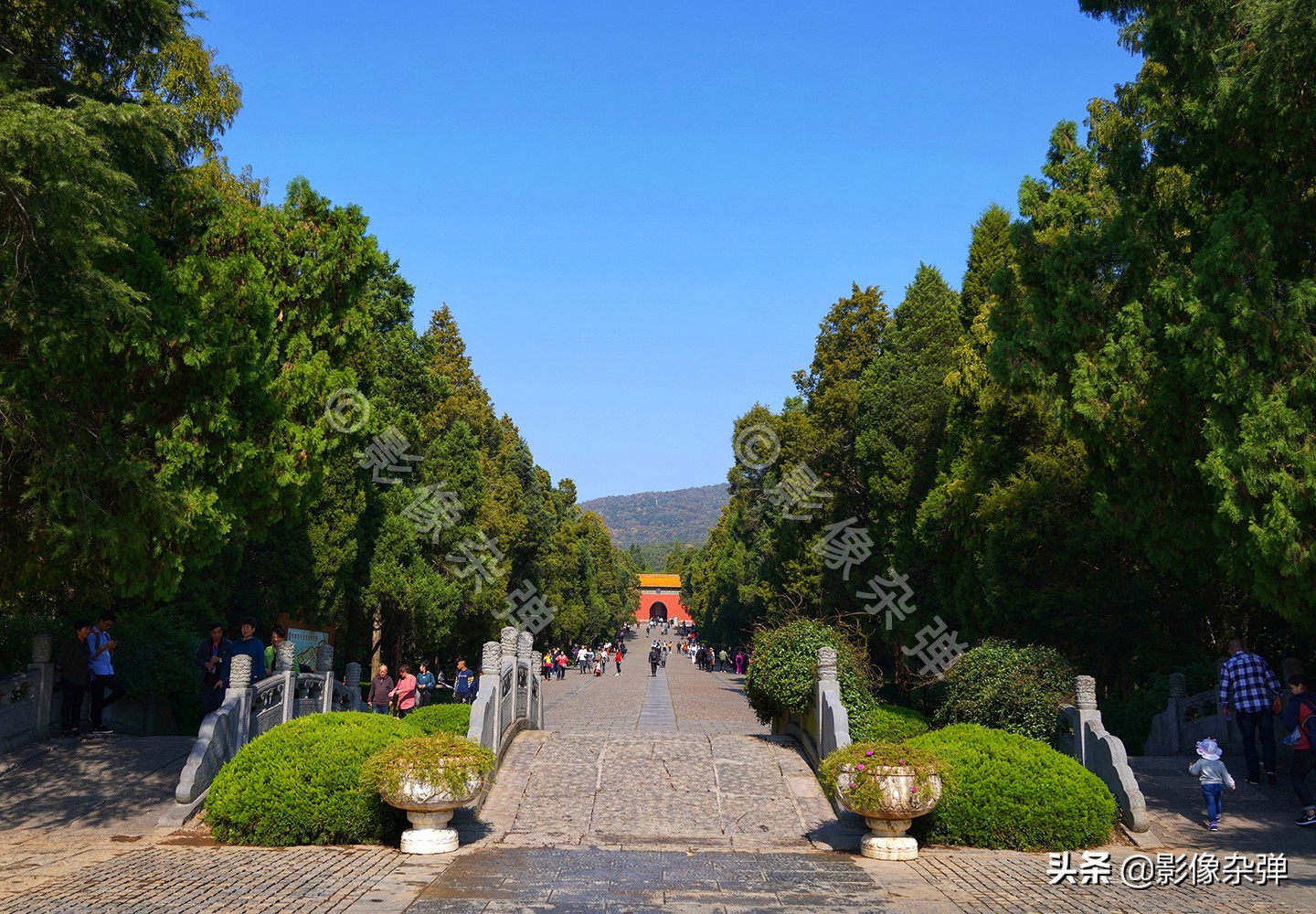 南京朱元璋墓遇到一只“守陵貓”，帝王般的眼神，讓人心驚膽戰